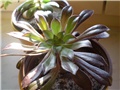 aeonium